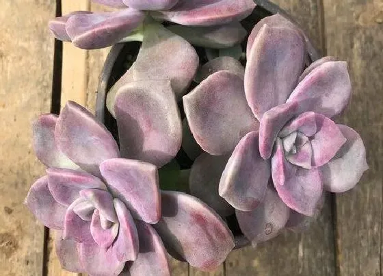 植物百科|多肉开花吗 开花什么样子