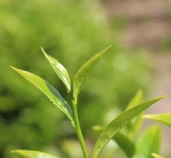 植物发芽|杏仁怎么发芽 种子怎么种植才能发芽快