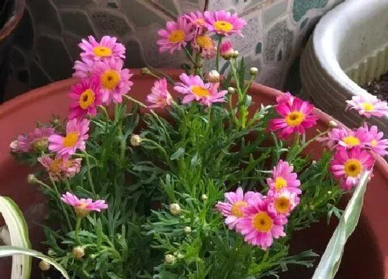 花期|玛格丽特花期多久时间