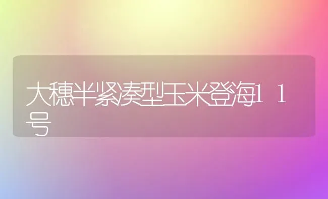 大穗半紧凑型玉米登海11号 | 粮油作物种植