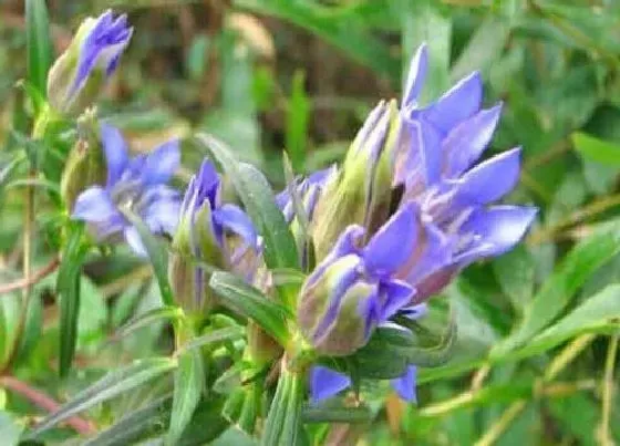 植物百科|胆草又叫什么名称