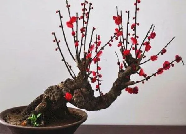 植物移栽|梅花什么时候移栽最好 梅花什么季节移植合适