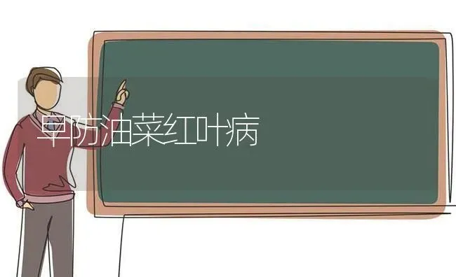 早防油菜红叶病 | 粮油作物种植