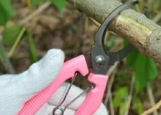 种植方法|桃树环剥最佳时间和技术方法