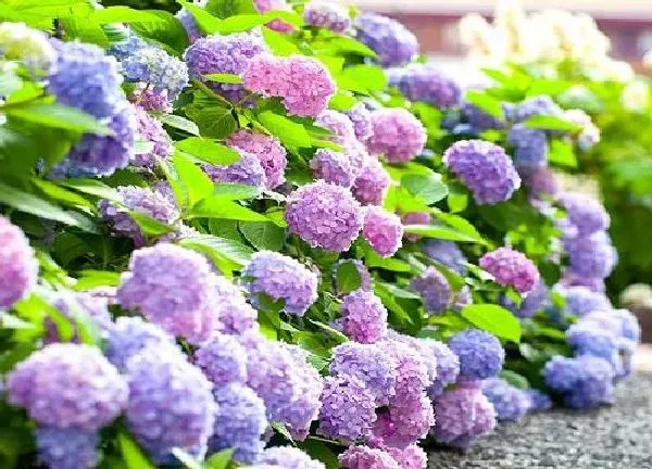植物移栽|绣球花什么时候换盆好