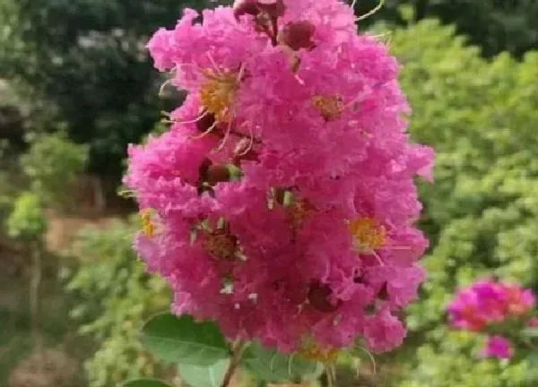 盆景|紫薇盆栽的种植方法和注意事项 盆栽紫薇花的养殖方法