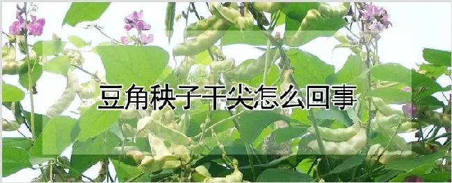 豆角秧子干尖怎么回事 | 养殖技术
