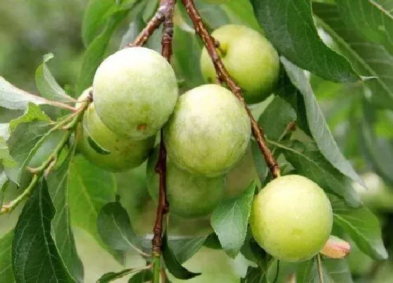 种植管理|李子树几年结果实