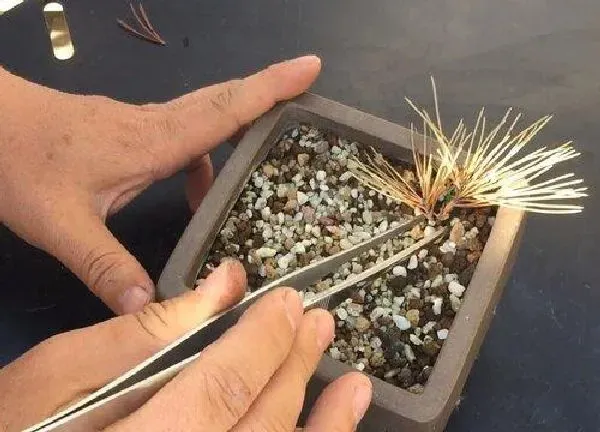 植物扦插|松树几月份扦插最好