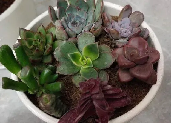 种植土壤|多肉植物种植方法步骤 正确栽植多肉的详细步骤图解
