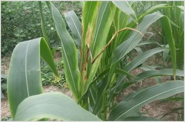 玉米叶片淡黄色小点是什么病？ | 植物病害