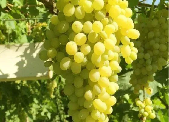 植物施肥|葡萄园怎么施肥最省力，葡萄园不同阶段施肥的正确方法）