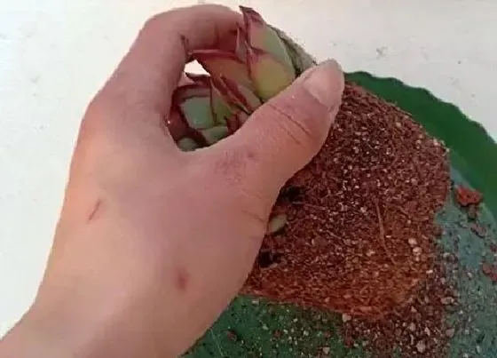 种植土壤|多肉植物种植方法步骤 正确栽植多肉的详细步骤图解