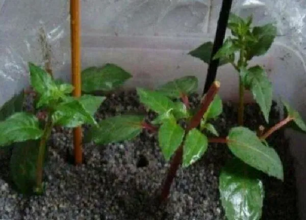 植物扦插|灯笼花可以扦插吗