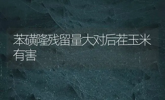 苯磺隆残留量大对后茬玉米有害 | 粮油作物种植