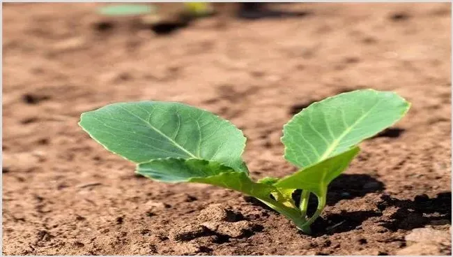 卷心菜田间管理技术介绍 | 种植资料