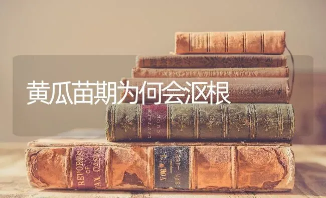 黄瓜苗期为何会沤根 | 蔬菜种植