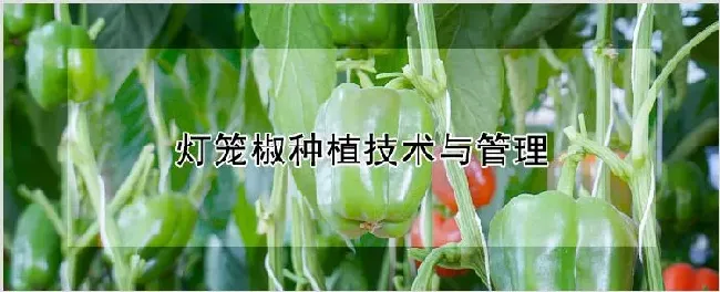 灯笼椒种植技术与管理 | 种植技术