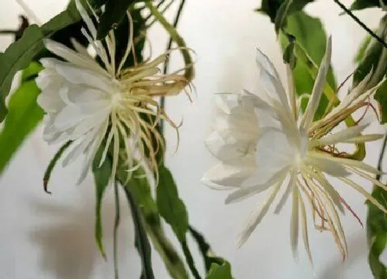 植物百科|昙花是雌雄同株吗