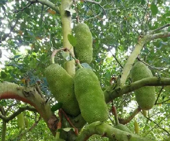 果实成熟|菠萝蜜什么时候成熟季节 成熟月份与采摘时间