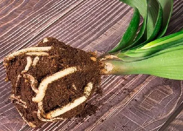 植物生根|君子兰怎么修根 上盆换盆前的修根方法