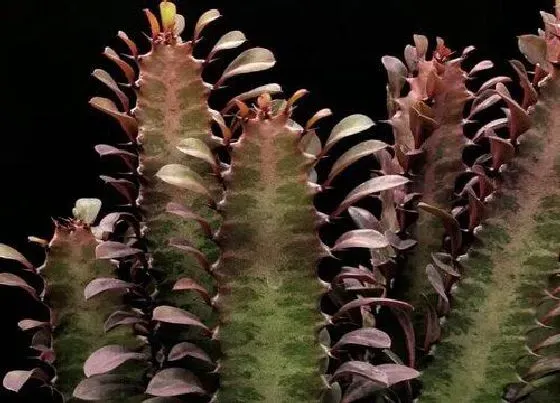 植物种类|龙骨和量天尺是一种植物吗