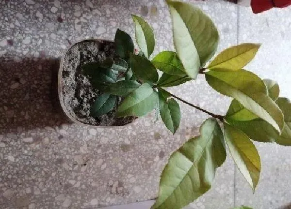 养殖方法|四季桂花的养殖方法和注意事项有哪些