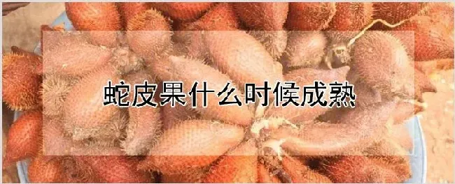 蛇皮果什么时候成熟 | 种植资料