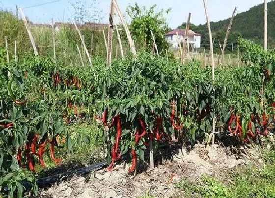 生长环境|辣椒种植温度多少合适 对适合生长温度的要求