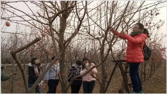 柿子树夏季修剪枝条方法 | 自然知识