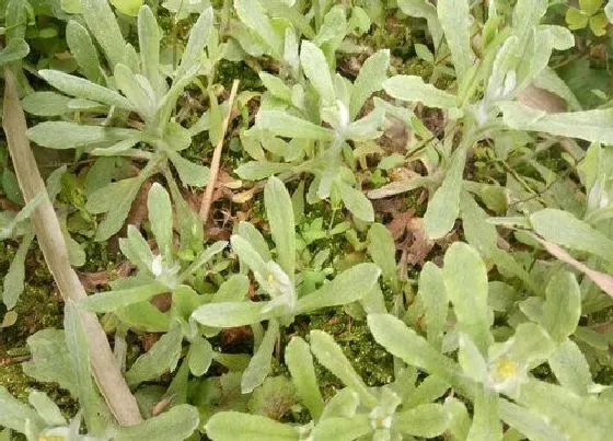 植物百科|水牛草又叫什么名称