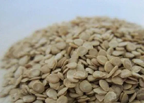 种植管理|西红柿种子直接种可以吗