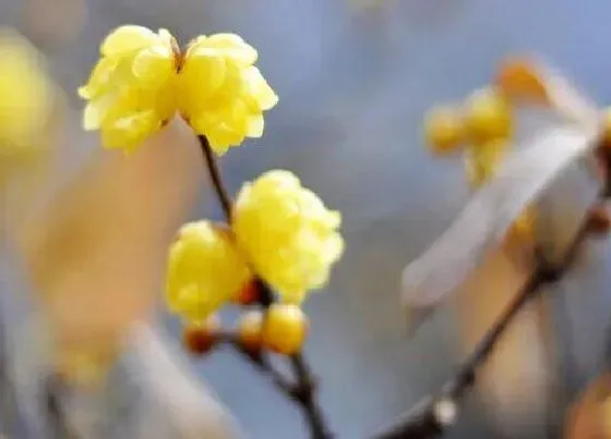 植物寓意|梅花代表什么生肖