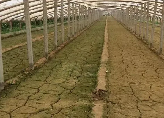 种植管理|酸性土壤改良方法用什么肥 土壤酸性过高怎么施肥改良