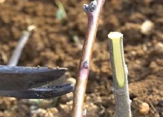 植物修剪|桃树怎么剪枝 修剪技术图解