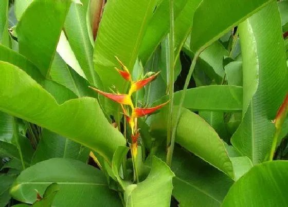 植物百科|芭蕉科花卉有哪些