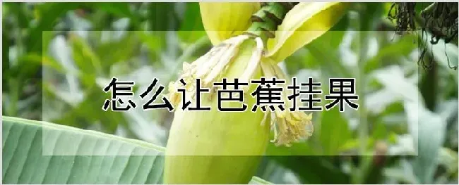 怎么让芭蕉挂果 | 农业科普