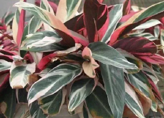 植物寓意|紫背竹芋的寓意风水