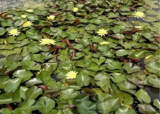 冬天植物|睡莲怕冻吗