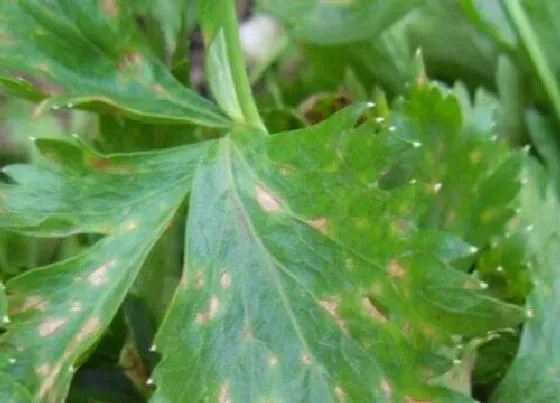 植物病害|芹菜炭疽病的发病原因与治疗方法