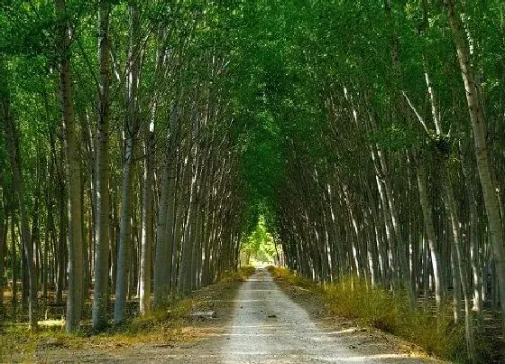 植物百科|树有公母之分吗 什么树分雌雄