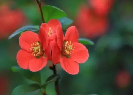 开花时间|贴梗海棠什么时候开花 一年开几次花