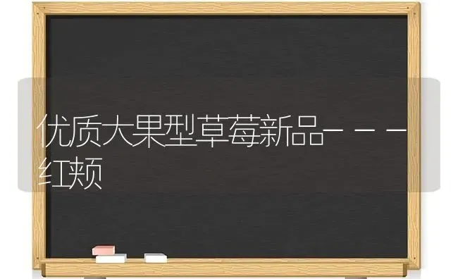 优质大果型草莓新品---红颊 | 瓜果种植