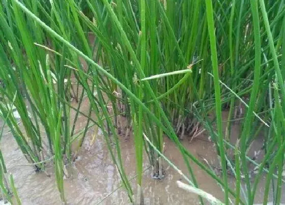 植物百科|荸荠长在什么地方