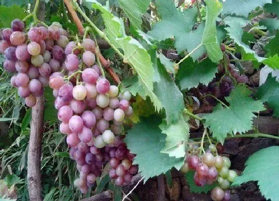 植物施肥|葡萄园怎么施肥最省力，葡萄园不同阶段施肥的正确方法）