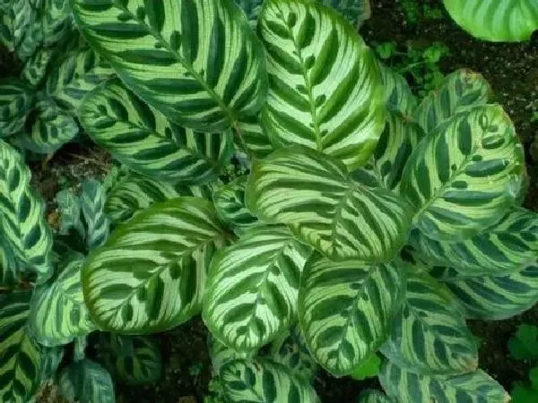 植物浇水|孔雀竹芋浇水时间和正确方法