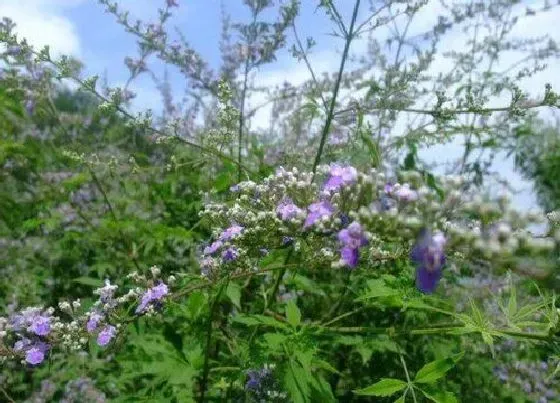 开花时间|荆条什么时候开花 一般花期多长时间