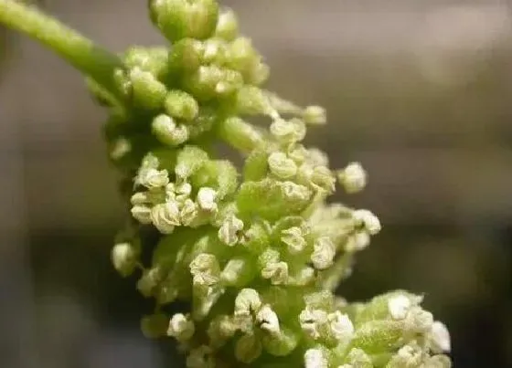 植物百科|无花果树会开花吗 开花的样子