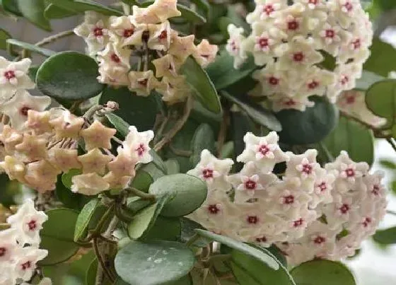 植物种类|耐阴小盆栽有哪些 常见的室内耐阴盆栽植物