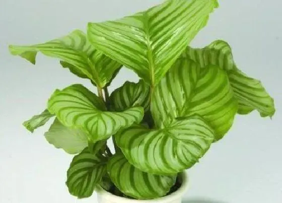 植物百科|青苹果竹芋开花吗 开花什么样子